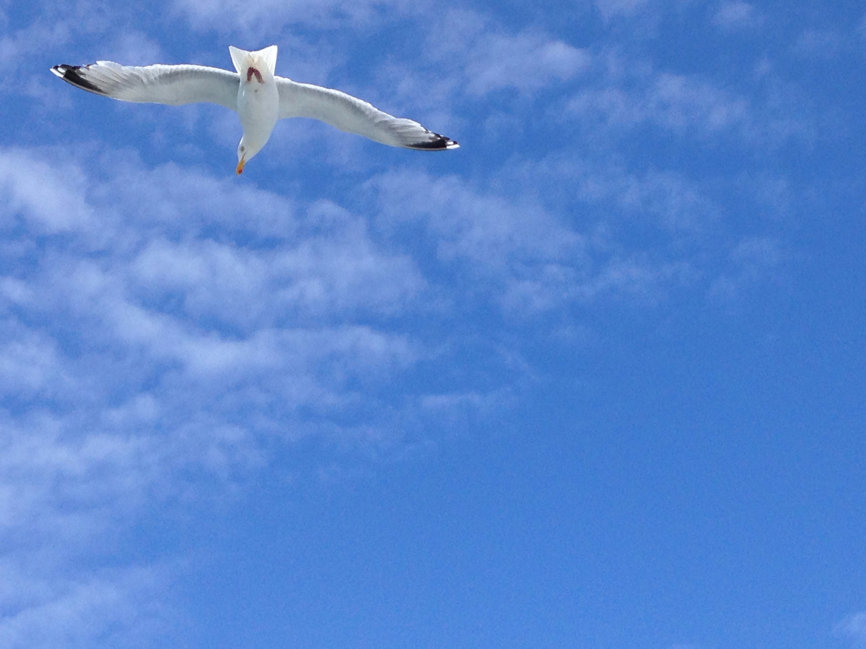 Flying gull